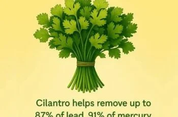 Cilantro Detox Recipes