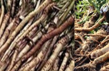 Burdock Root: A Natural Ally for Health and Wellness