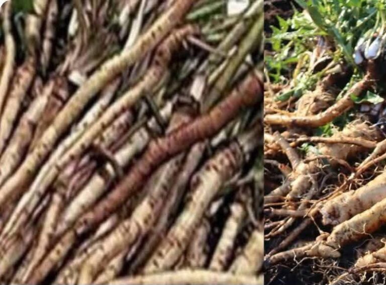 Burdock Root: A Natural Ally for Health and Wellness